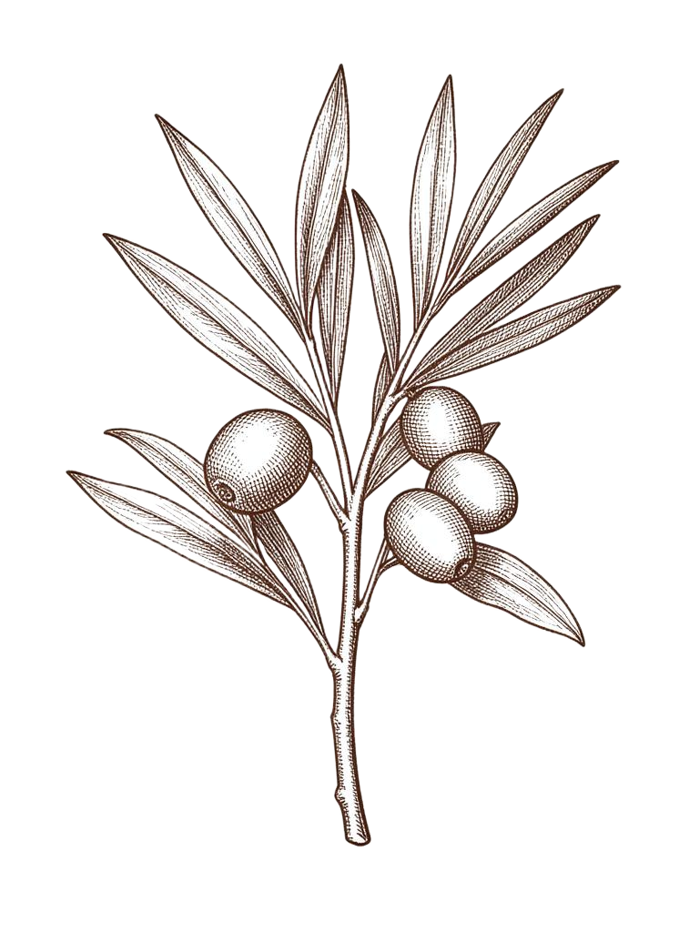 Botanical engraving of olive