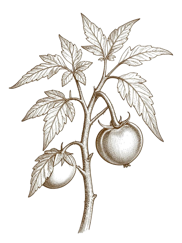 Botanical engraving of tomato