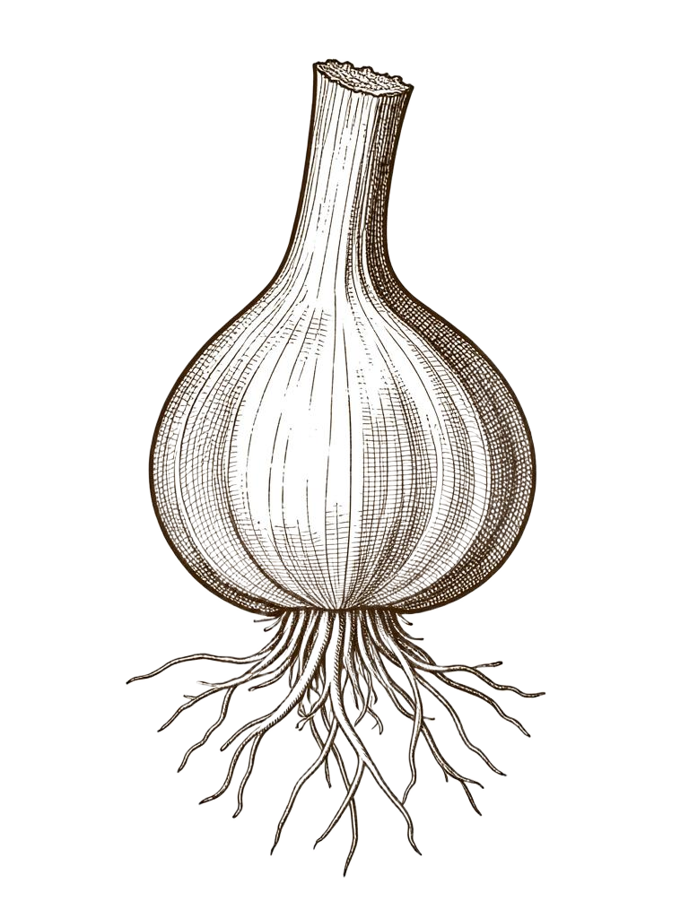 Botanical engraving of garlic
