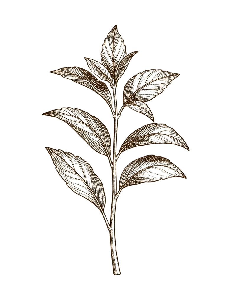 Botanical engraving of sweet basil