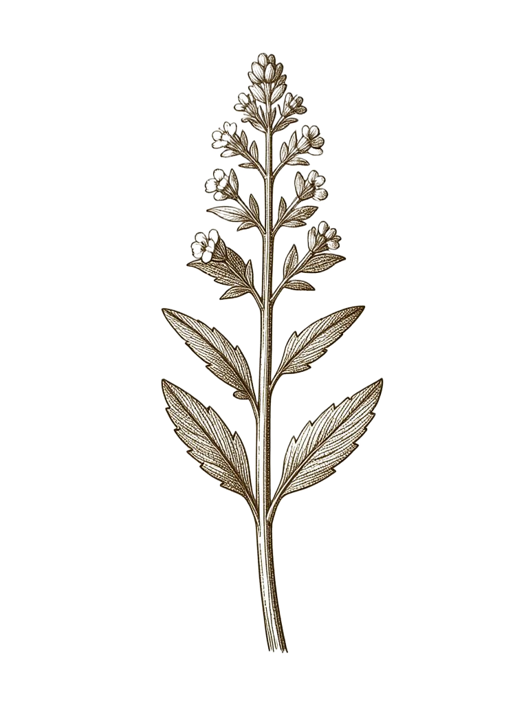 Botanical engraving of oregano